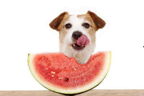 狗狗吃的瓜,瓜类美食的诱惑与营养
