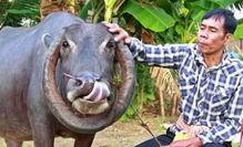 网红养水牛抖音视频,揭秘农村生活的独特魅力