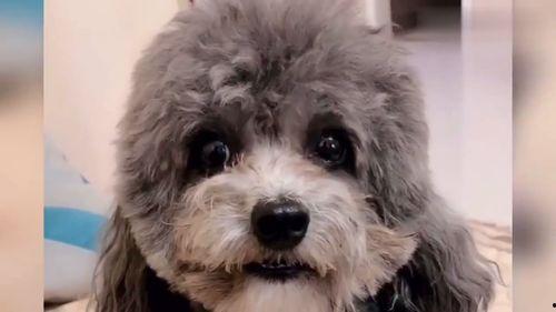 网红灰崽狗,萌宠界的明星风采