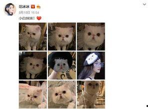 明星怎么发猫照