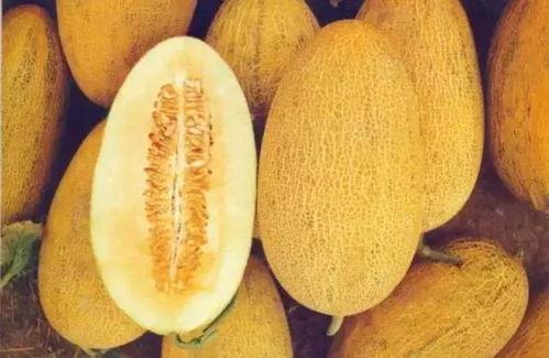 美食吃西瓜哈密瓜,哈密瓜与西瓜的甜蜜邂逅
