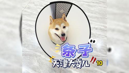 头条宠物园在哪里玩,揭秘宠物乐园的欢乐时光