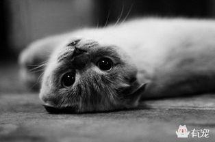 娱乐吃瓜酱虐猫博主,揭秘网络暴力背后的真相