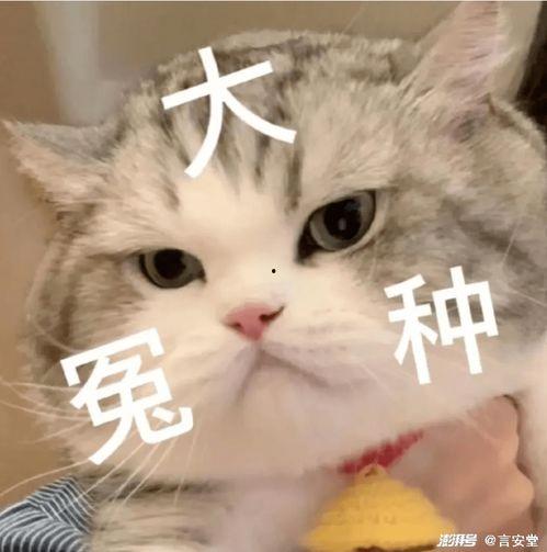 娱乐吃瓜君猫猫子,揭秘娱乐圈那些不为人知的幕后故事